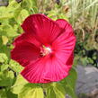 Ibišek bahenní 'Nippon Red' - Hibiscus moscheutos 'Nippon Red'