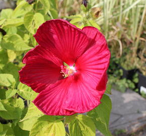 Ibišek bahenní 'Nippon Red' - Hibiscus moscheutos 'Nippon Red'