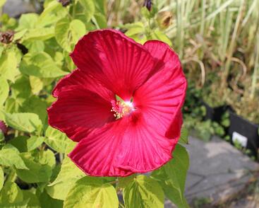 Ibišek bahenní 'Nippon Red'