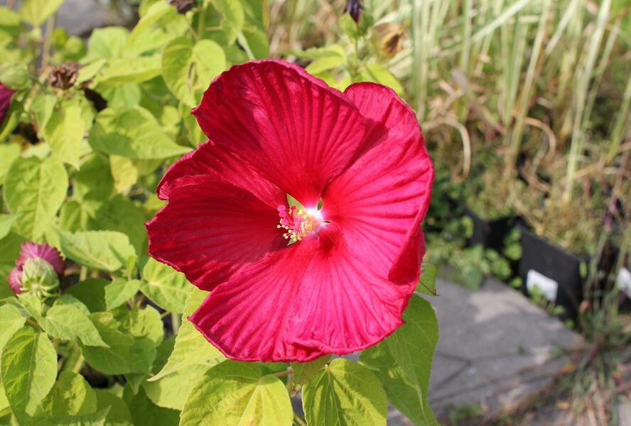 Ibišek bahenní 'Nippon Red' - Hibiscus moscheutos 'Nippon Red'