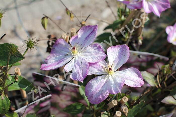 Plamének 'Pernille' - Clematis 'Pernille'
