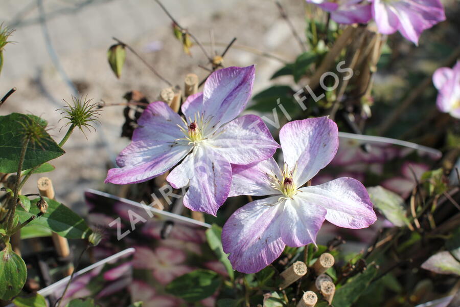 Plamének 'Pernille' - Clematis 'Pernille'