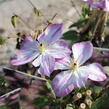 Plamének 'Pernille' - Clematis 'Pernille'