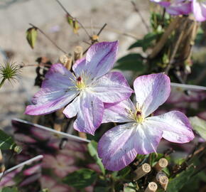 Plamének 'Pernille' - Clematis 'Pernille'