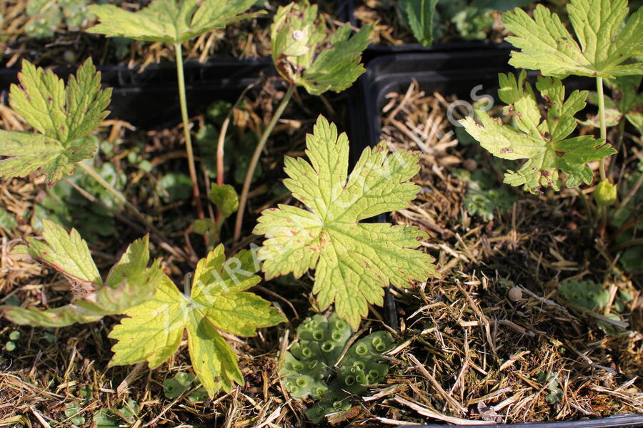 Kakost 'Ann Folkard' - Geranium 'Ann Folkard'