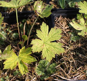 Kakost 'Ann Folkard' - Geranium 'Ann Folkard'