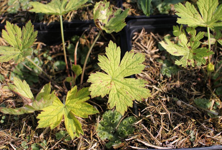 Kakost 'Ann Folkard' - Geranium 'Ann Folkard'