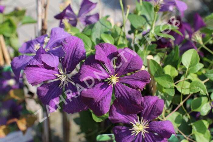 Plamének vlašský 'Etoile Violet' - Clematis viticella 'Etoile Violet'