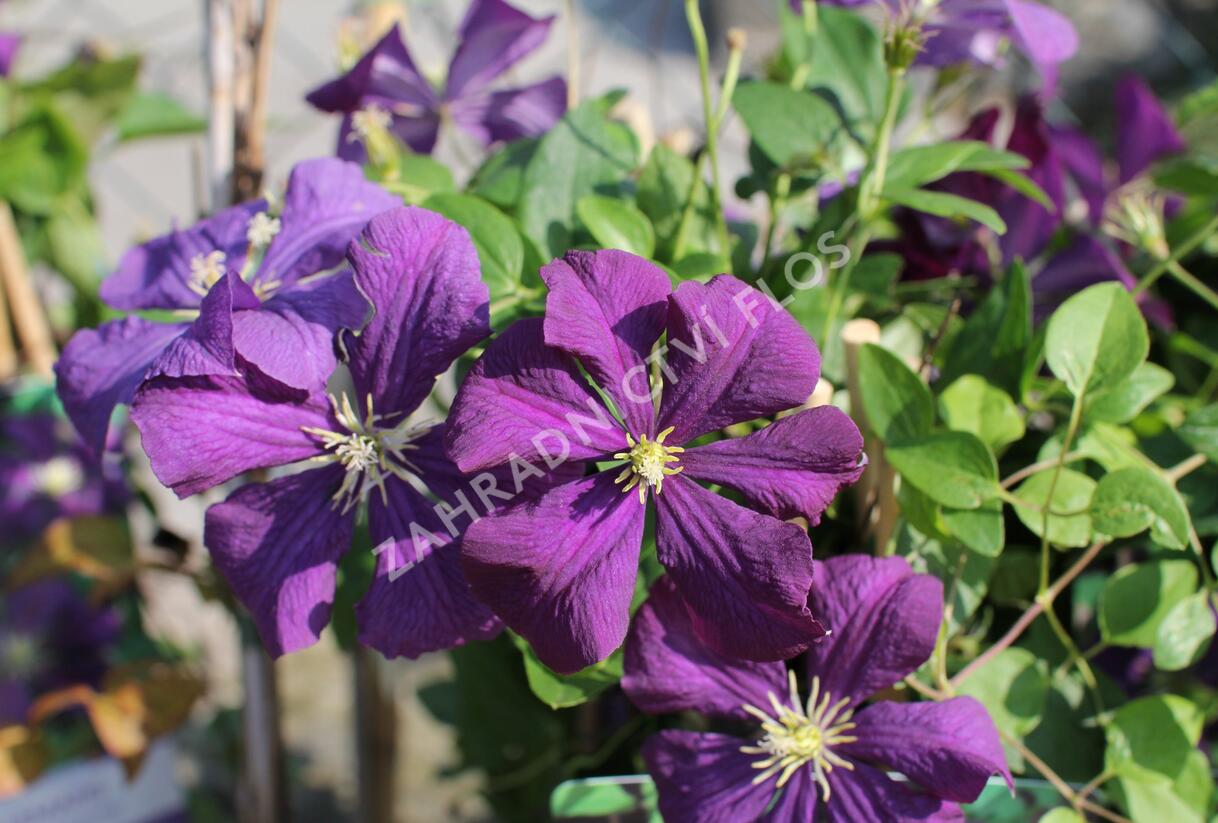 Plamének vlašský 'Etoile Violet' - Clematis viticella 'Etoile Violet'