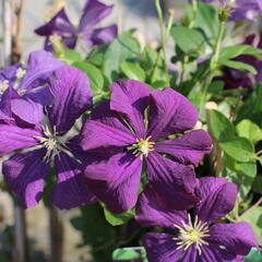 Plamének vlašský 'Etoile Violet' - Clematis viticella 'Etoile Violet'