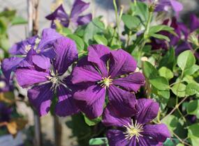 Plamének vlašský 'Etoile Violet' - Clematis viticella 'Etoile Violet'