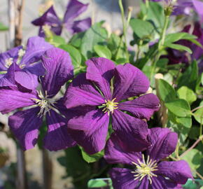 Plamének vlašský 'Etoile Violet' - Clematis viticella 'Etoile Violet'