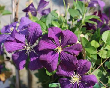 Plamének vlašský 'Etoile Violet'