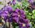 Plamének vlašský 'Etoile Violet'