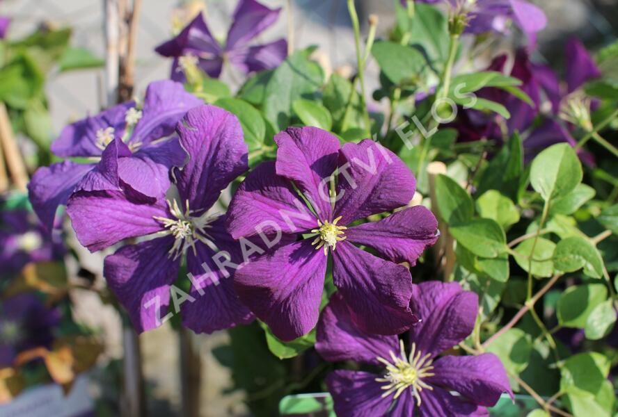Plamének vlašský 'Etoile Violet' - Clematis viticella 'Etoile Violet'