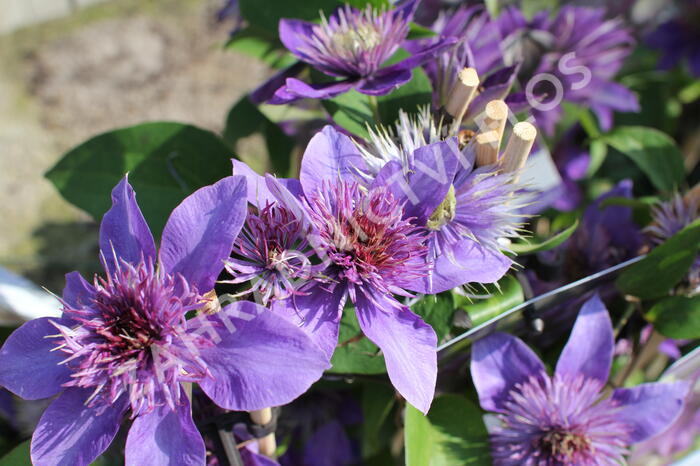 Plamének 'Multi Blue' - Clematis 'Multi Blue'
