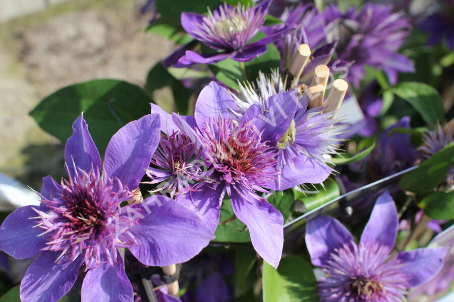 Plamének 'Multi Blue' - Clematis 'Multi Blue'
