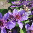 Plamének 'Multi Blue' - Clematis 'Multi Blue'