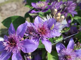 Plamének 'Multi Blue' - Clematis 'Multi Blue'