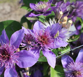 Plamének 'Multi Blue' - Clematis 'Multi Blue'