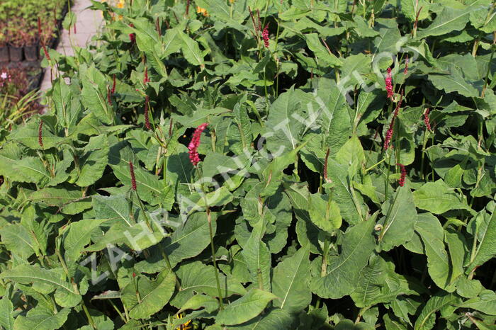 Rdesno objímavé 'Fat Domino' - Bistorta amplexicaulis 'Fat Domino'