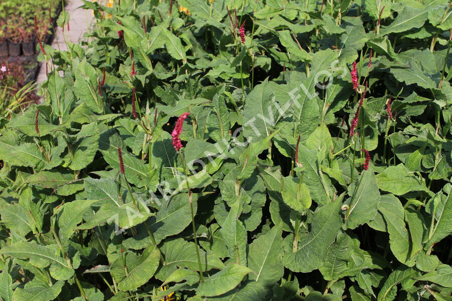 Rdesno objímavé 'Fat Domino' - Bistorta amplexicaulis 'Fat Domino'
