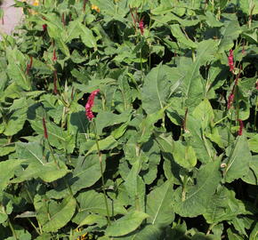 Rdesno objímavé 'Fat Domino' - Bistorta amplexicaulis 'Fat Domino'