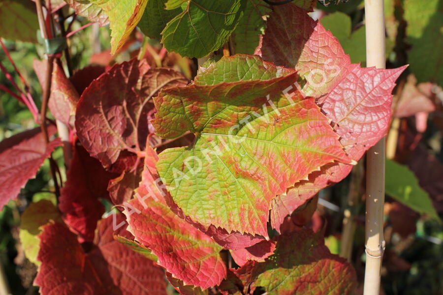 Réva amurská - Vitis amurensis