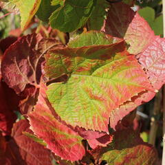 Réva amurská - Vitis amurensis