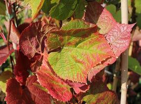 Réva amurská - Vitis amurensis