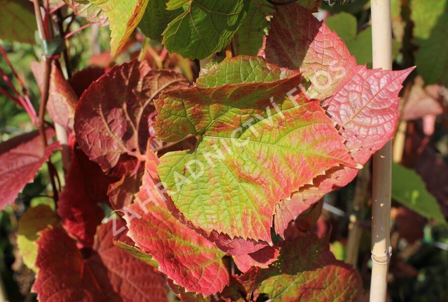 Réva amurská - Vitis amurensis