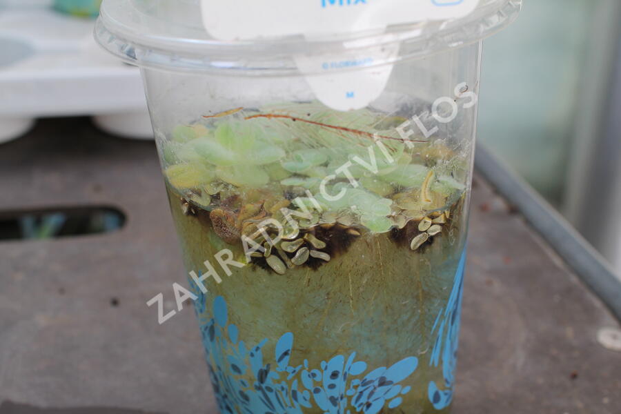 Vodní rostliny - hladinové - Vodní rostliny mix - hladinové