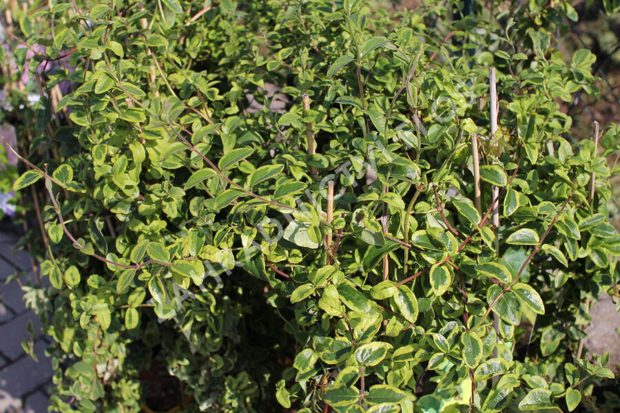 Zimolez japonský 'Kogel-mogel' - Lonicera japonica 'Kogel-mogel'