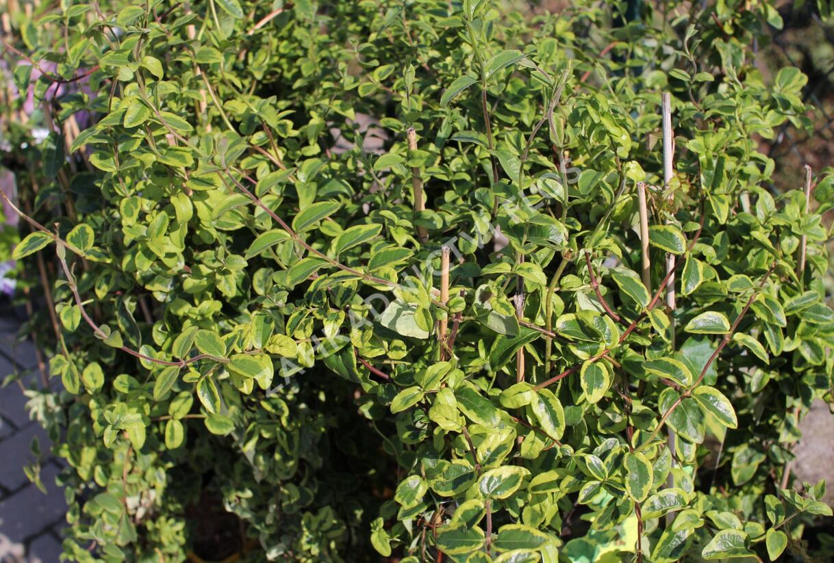 Zimolez japonský 'Kogel-mogel' - Lonicera japonica 'Kogel-mogel'