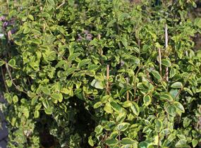 Zimolez japonský 'Kogel-mogel' - Lonicera japonica 'Kogel-mogel'