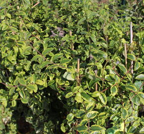 Zimolez japonský 'Kogel-mogel' - Lonicera japonica 'Kogel-mogel'