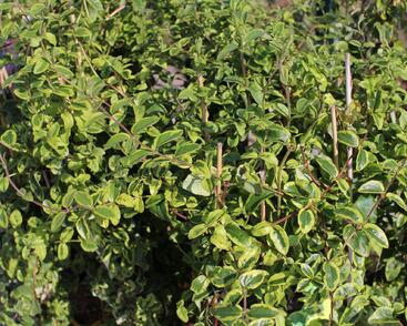 Zimolez japonský 'Kogel-mogel'