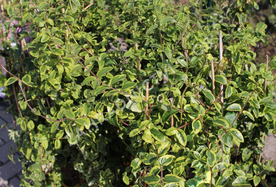Zimolez japonský 'Kogel-mogel' - Lonicera japonica 'Kogel-mogel'