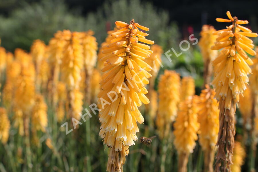 Kleopatřina jehla 'Echo Mango' - Kniphofia uvaria 'Echo Mango'