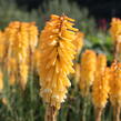Kleopatřina jehla 'Echo Mango' - Kniphofia uvaria 'Echo Mango'