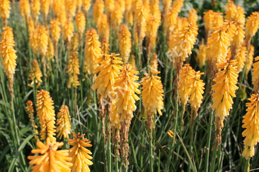 Kleopatřina jehla 'Echo Mango' - Kniphofia uvaria 'Echo Mango'