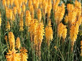 Kleopatřina jehla 'Echo Mango' - Kniphofia uvaria 'Echo Mango'