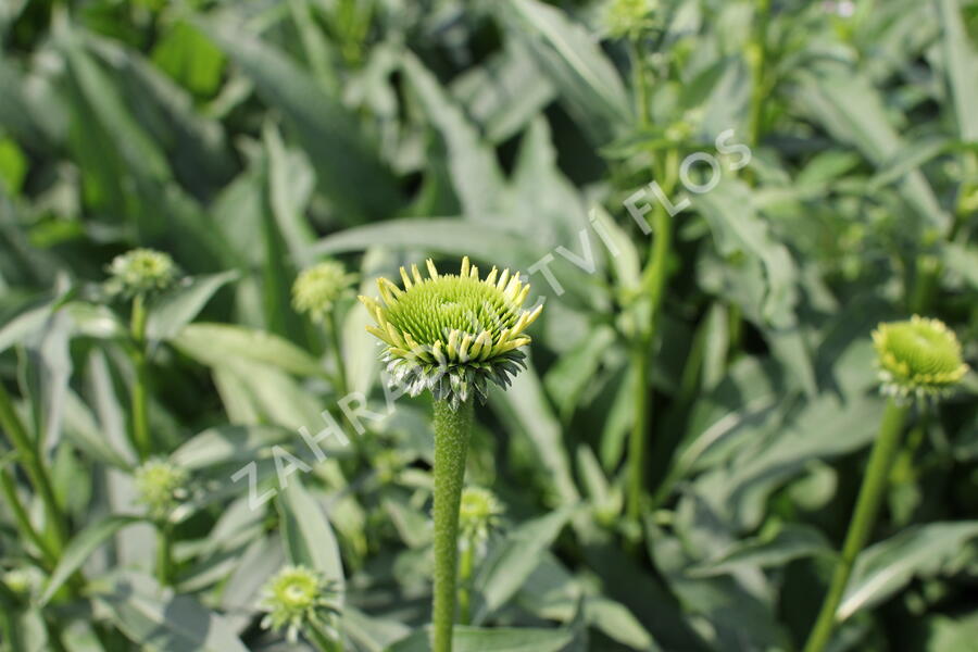 Třapatkovka nachová 'Yellow Passion' - Echinacea purpurea 'Yellow Passion'