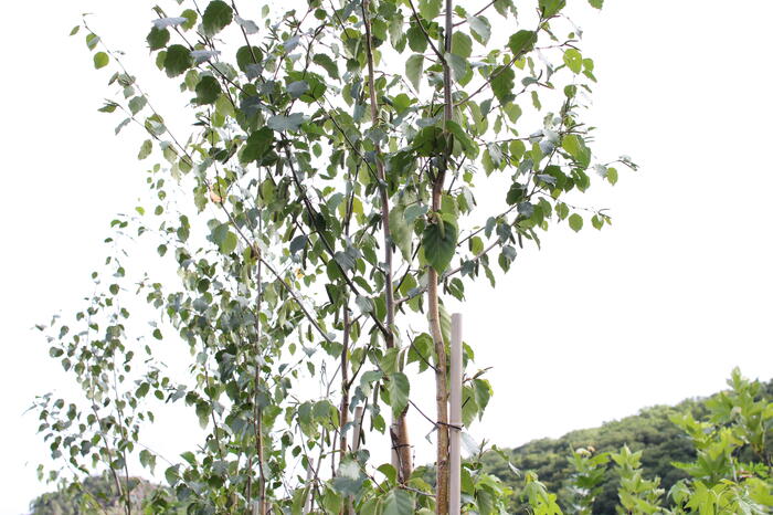 Bříza čínská 'Septentrionalis' - Betula albosinensis 'Septentrionalis'