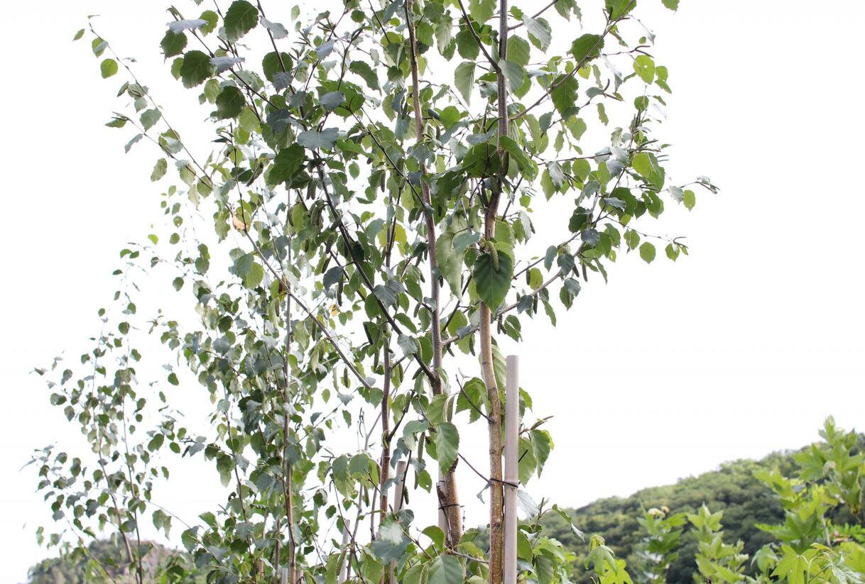 Bříza čínská 'Septentrionalis' - Betula albosinensis 'Septentrionalis'