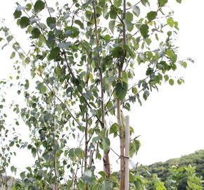Bříza čínská 'Septentrionalis' - Betula albosinensis 'Septentrionalis'