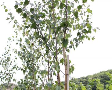 Bříza čínská 'Septentrionalis'