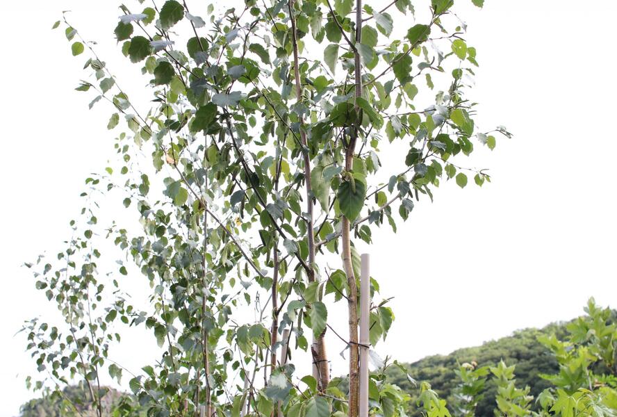 Bříza čínská 'Septentrionalis' - Betula albosinensis 'Septentrionalis'