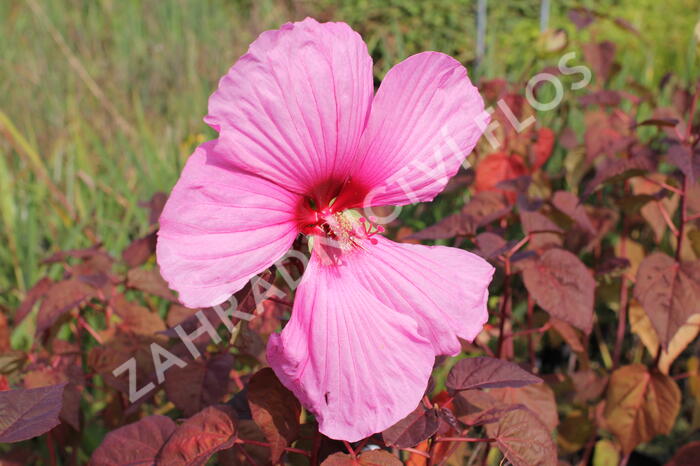 Ibišek bahenní 'Carousel Red Wine' - Hibiscus moscheutos 'Carousel Red Wine'