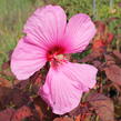 Ibišek bahenní 'Carousel Red Wine' - Hibiscus moscheutos 'Carousel Red Wine'